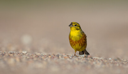 Wall Mural - Yellowhammer  - male in summer