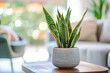 © julijadmi - Sansevieria or Snake plant in a decorative pot placed on a table in a modern, bright living room.