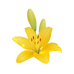 Yellow Lily Flower