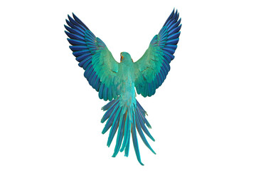 Wall Mural - Beautiful feathers on the back of Blue and Gold Macaw parrot isolated on transparent background png file