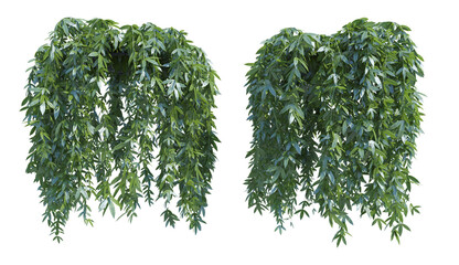 Poster - Hanging bushes flowers hanging foliage png alpha chanel front view