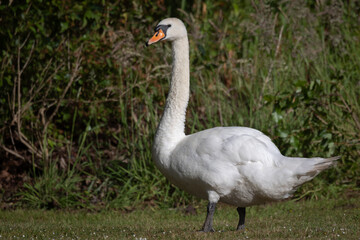 Aufkleber - A close up of a mute swan, Cygnus olor. It is a full length photograph as the bird stands on grass with an out of focus blurry background
