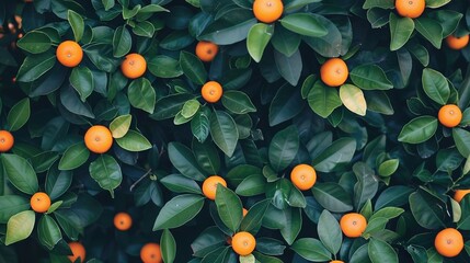 Wall Mural -   An orange tree full of oranges on its leaves and branches