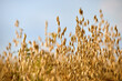 © Kateryna Puchka - Golden oats field against blue sky in late summertime. Ripening ears of oats in evening time