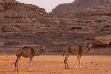 wild camel in sand desert. sahara, algeria