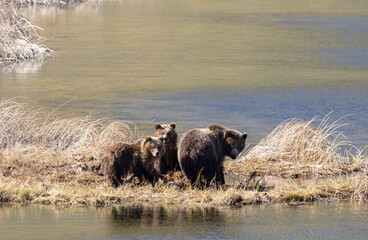 Wall Mural - Grizzly Bear Sow and Cubs in Yellowstone National Park Wyoming