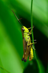 Wall Mural - Gemeiner Grashüpfer // Meadow grasshopper (Pseudochorthippus parallelus)