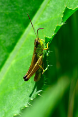 Wall Mural - Meadow grasshopper // Gemeiner Grashüpfer (Pseudochorthippus parallelus)