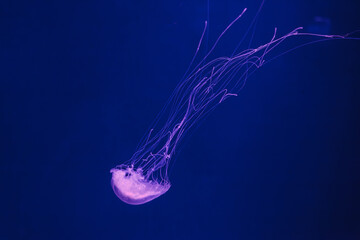 Canvas Print - underwater photos of jellyfish chrysaora quinquecirrha jellyfish the atlantic sea nettle