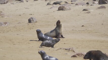 Wall Mural - Seal or sea lion. Wildlife animal in forest field in safari conservative national park in Namibia, South Africa. Natural landscape background.