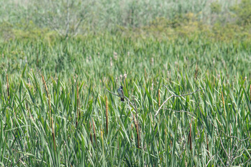 Kingbird perched in a marsh