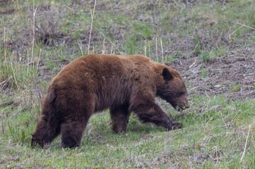 Wall Mural - Black Bear in Yellowstone National Park Wyoming in Springtime