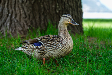 Crone’s Quacking Stroll: Ducks Roaming Through a Picturesque Park