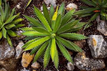 aloe vera plant in the garden