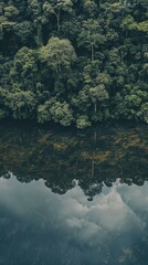 Wall Mural - A verdant rainforest canopy mirrors in a still lake