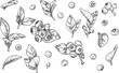 © Oksana - Big set of black outline illustrations of blueberry.