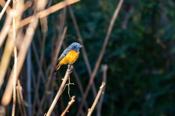 Wall Mural - Birds of India: Blue-fronted Redstart in Chopta Valley, Uttarakhand, India