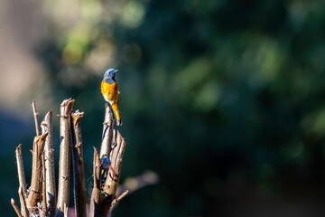 Wall Mural - Birds of India: Blue-fronted Redstart in Chopta Valley, Uttarakhand, India