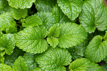 Peppermint leaf texture close up, pattern of green mint leaves, top view. Freshness organic background.