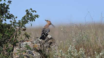 Wall Mural - Beautiful hoopoe, Eurasian hoopoe Upupa epops in the wild. Slow motion. The bird sits on a rock, looks around and flies away.