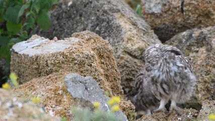 Wall Mural - Young little owl Athena noctua hides in the rocks. Close up.