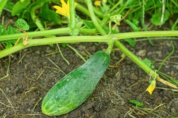 one green fresh with vitamins summer natural dirty garden-grown cucumber with yellow small flowers and leaves lies on the ground during the day