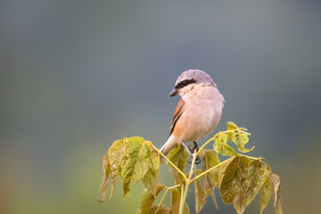 Wall Mural - An adult male red-backed shrike sits atop the green bush and looks toward the camera lens on a summer evening with copyspace.