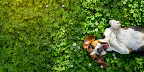 Corgi lying on its back on green grass with yellow and orange leaves, smiling widely and looking happy