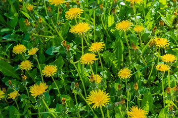 Wall Mural - Yellow dandelions in green grass. Sunny spring day. The wind sways in the bright green grass. Summer fresh background. Wild flowers. 4k nature stills