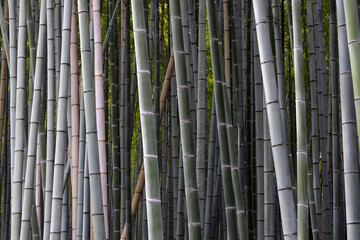 Wall Mural - Arashiyama Bamboo Forest, Bamboo Grove Kyoto, Japan