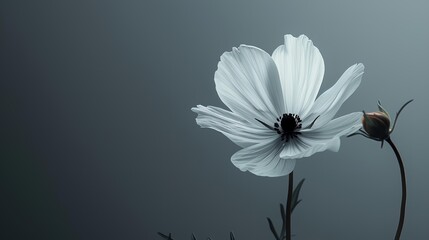 Sticker - a white flower on a gray background