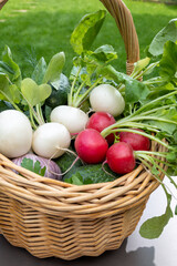 Sticker - Bio gardening, organic harvest of fresh vegetables, white and red radish roots vegetables in wicked basket and green grass on background