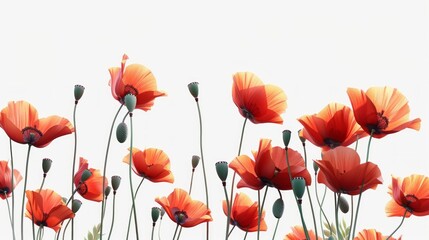 Wall Mural - Vibrant red poppies against a white background. Elegant wildflowers in full bloom. Ideal for nature, floral, and botanical-themed concepts. Minimalist design for home decor or digital projects. AI