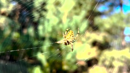Spider on the web. spider in the forest. Spider on a web in the forest. Spider close-up