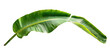 © CozyNessAI - Single tropical green banana tree leaf, isolated in a transparent background. Cut out or PNG.