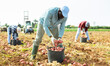 © JackF - Busy african american man farm worker picking potato tubers dug out of soil by machine into bucket in field. Harvest time..