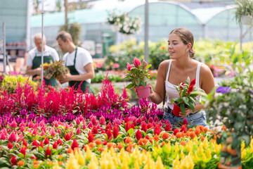 Young woman buyer chooses celosia in pot in flower shop