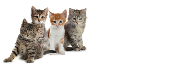 Wall Mural - Cute cats on white background, banner design with space for text. Lovely pet