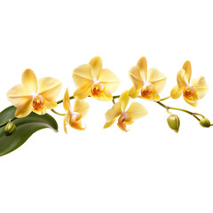 Isolated yellow orchid on transparent background