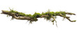 © CozyNessAI - Green moss-covered single broken tree branch isolated in a transparent background. Cut out or PNG.