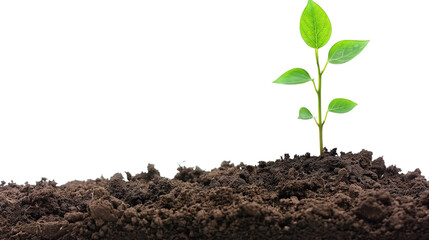 New life symbolized by plant emerging from soil on white background.