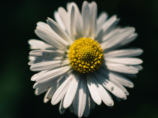 Sticker - Daisy flower