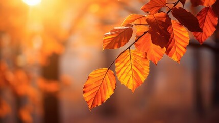 Poster - orange autumn leaves falling