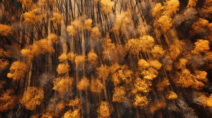 Poster - golden fall tree forest aerial