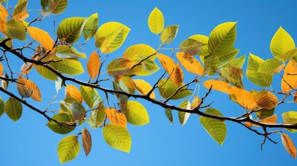 Wall Mural - branch tree with half leaves