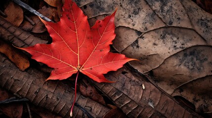 Wall Mural - maple autumn leaf