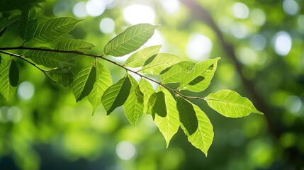 Sticker - tree leaves branch