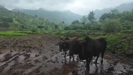 Wall Mural - Standing bulls in muddy fields on a cloudy day, with lush greenery and mountains creating a serene rural backdrop.