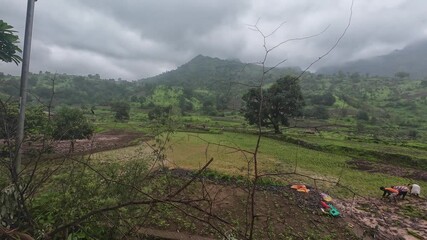 Wall Mural - Monsoon season transforms rice fields into lush green landscapes, framed by a moody, cloudy sky, highlighting nature's splendor.