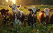 © Curioso.Photography - A group of cows standing in a lush green field under a blue sky.